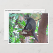 青猿 ポストカード (正面/裏面)