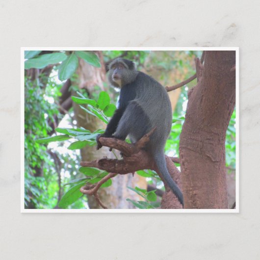 青猿 ポストカード (正面)