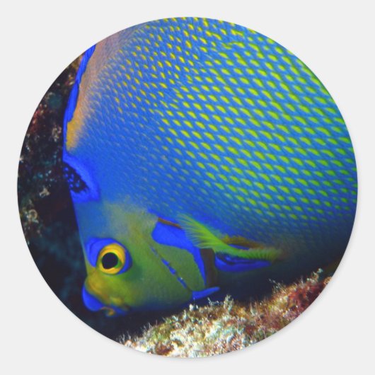 青王室の色 ラウンドシール (正面)