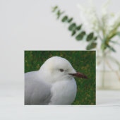 青白いカモメ ポストカード (スタンド正面)