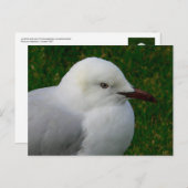 青白いカモメ ポストカード (正面/裏面)