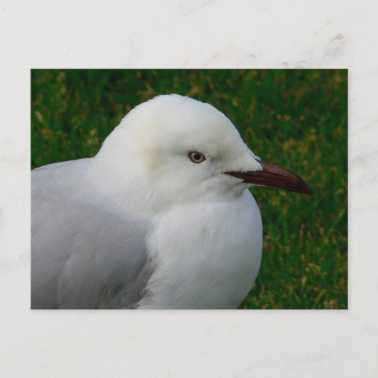 青白いカモメ ポストカード (正面)