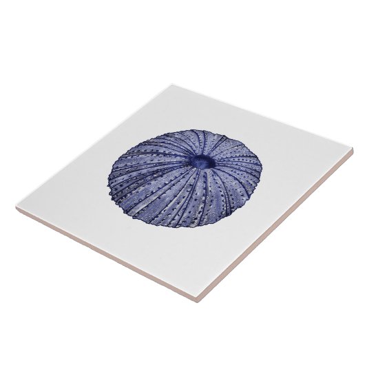 青白ウニ貝瓦 タイル (側面)