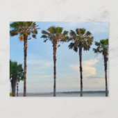 青空と木 ポストカード (正面)