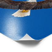 青空にハゲのワシ フォトプリント            (角)