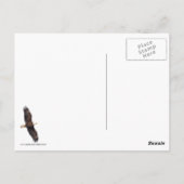 青空にハゲのワシ ポストカード (裏面)