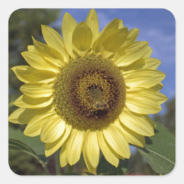 青空に咲く完璧な夏のひまわり。 スクエアシール