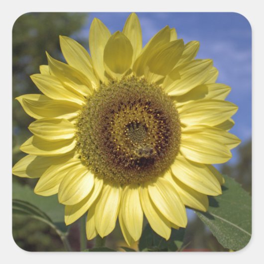 青空に咲く完璧な夏のひまわり。 スクエアシール (正面)