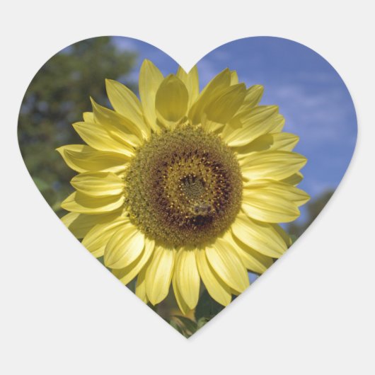 青空に咲く完璧な夏のひまわり。 ハートシール (正面)