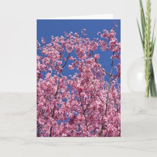 青空に咲く桜の花 カード (正面)