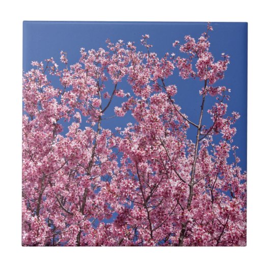 青空に咲く桜の花 タイル (正面)