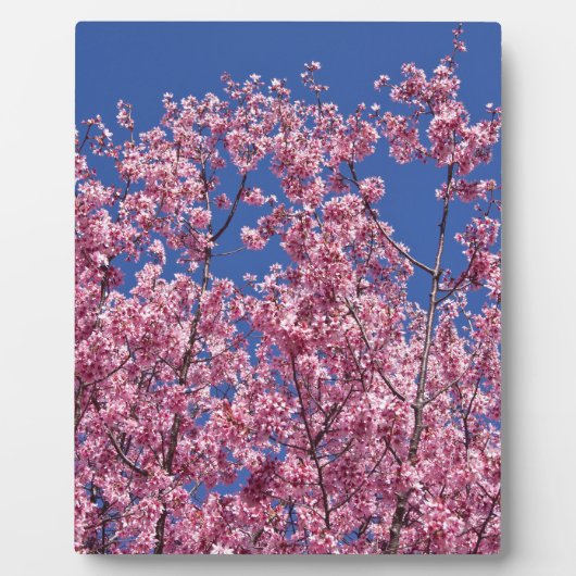 青空に咲く桜の花 フォトプラーク (正面)