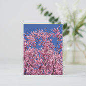 青空に咲く桜の花 ポストカード (スタンド正面)