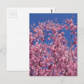 青空に咲く桜の花 ポストカード (正面/裏面)
