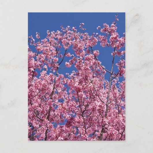 青空に咲く桜の花 ポストカード (正面)