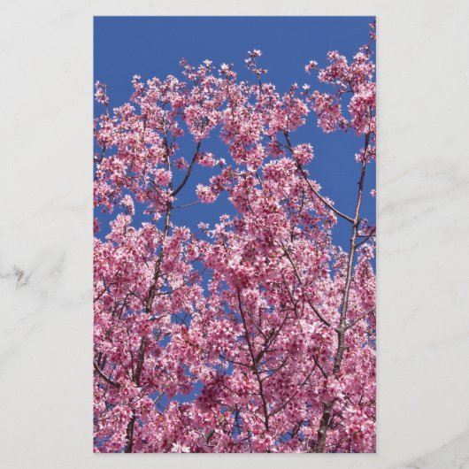 青空に咲く桜の花 便箋 (正面)