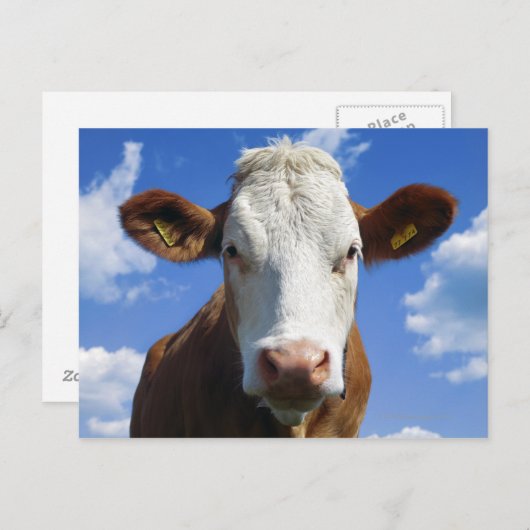 青空に対するバイエルン牛 ポストカード (正面/裏面)