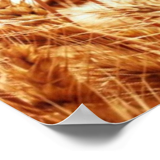 青空に対する小麦畑 ポスター (角)