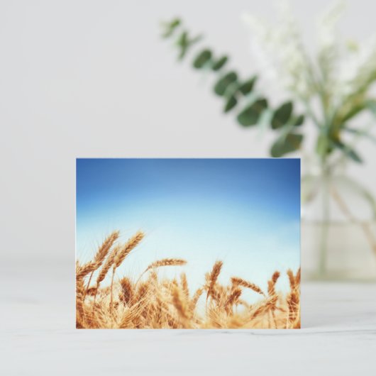 青空に対する小麦畑 ポストカード (スタンド正面)