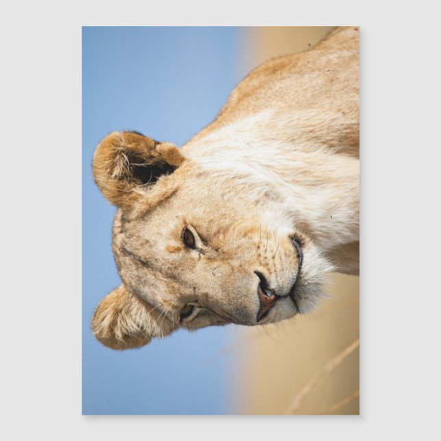 青空に対する雌ライオン (正面)