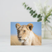 青空に対する雌ライオン ポストカード (スタンド正面)