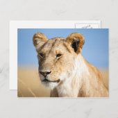 青空に対する雌ライオン ポストカード (正面/裏面)