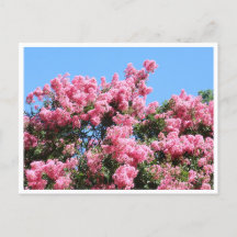 青空に映えるピンクの花　植物学ポストカード