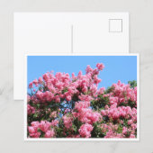 青空に映えるピンクの花 植物学ポストカード ポストカード (正面/裏面)