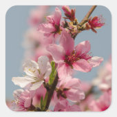 青空に映える桜の花 スクエアシール (正面)