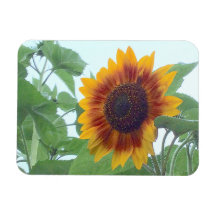 青空に淡い色のひまわり – 