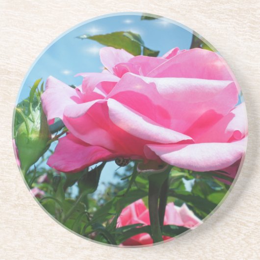 青空に華やかなピンクのバラ。花の写真 コースター (正面)