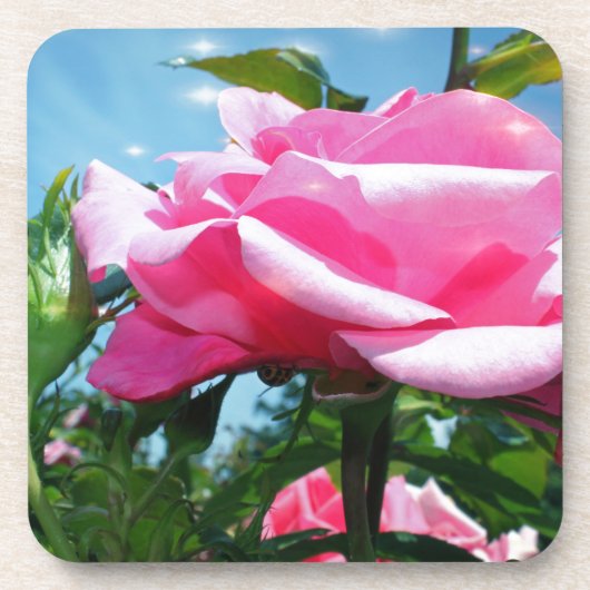 青空に華やかなピンクのバラ。花の写真 コースター (正面)