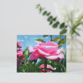 青空に華やかなピンクのバラ。花の写真 ポストカード (スタンド正面)