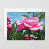青空に華やかなピンクのバラ。花の写真 ポストカード (正面/裏面)