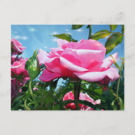 青空に華やかなピンクのバラ。花の写真 ポストカード