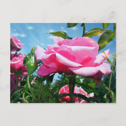 青空に華やかなピンクのバラ。花の写真 ポストカード (正面)