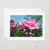 青空に華やかなピンクのバラ。花の写真 ポストカード (正面/裏面)