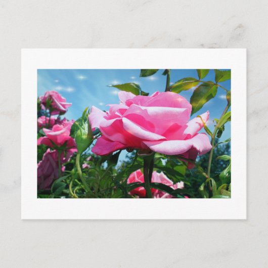 青空に華やかなピンクのバラ。花の写真 ポストカード (正面)