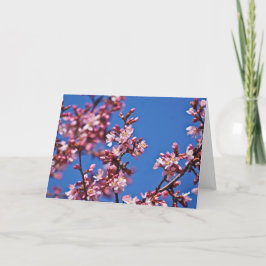 青空に触れる桜の花 カード