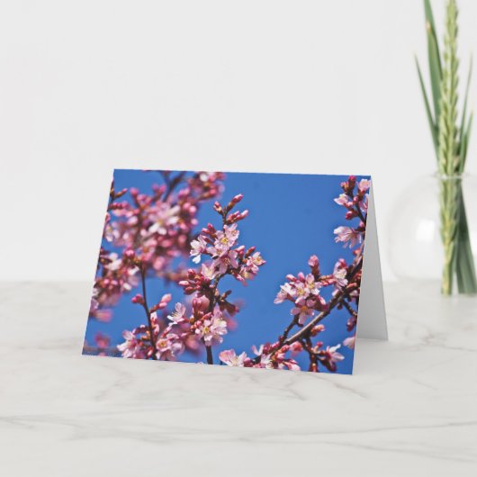 青空に触れる桜の花 カード (正面)