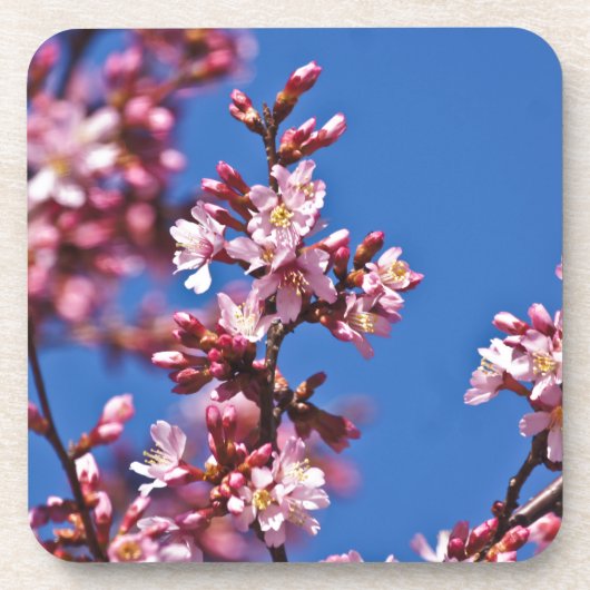 青空に触れる桜の花 コースター (正面)
