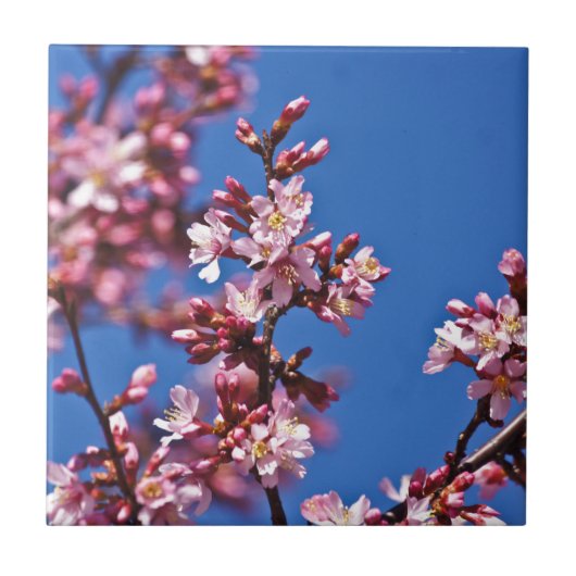 青空に触れる桜の花 タイル (正面)
