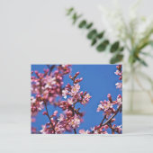 青空に触れる桜の花 ポストカード (スタンド正面)