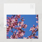 青空に触れる桜の花 ポストカード (正面/裏面)