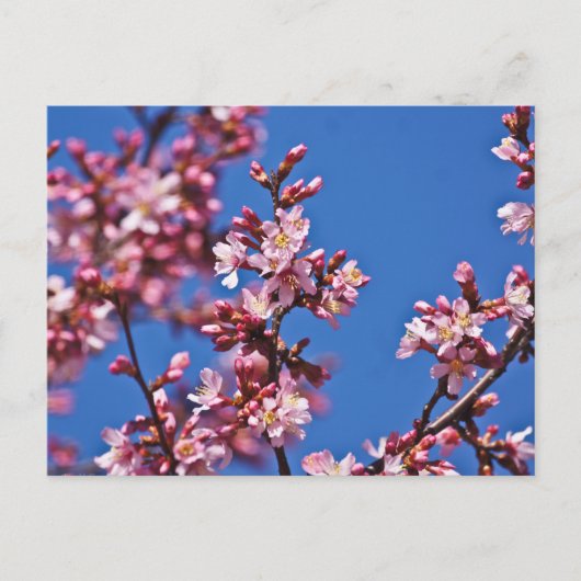 青空に触れる桜の花 ポストカード (正面)