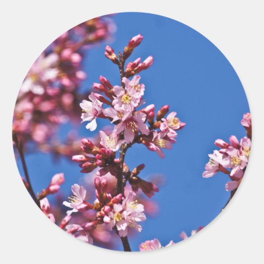 青空に触れる桜の花 ラウンドシール (正面)