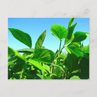 青空の下で成長する大豆の植物 ポストカード