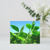 青空の下で成長する大豆の植物 ポストカード (スタンド正面)