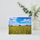 青空の下のトウモロコシ畑 – 写真はがき ポストカード (スタンド正面)