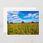 青空の下のトウモロコシ畑 – 写真はがき ポストカード (正面/裏面)